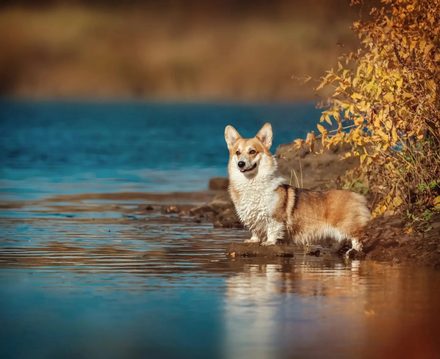 Вода · корги — кадр Ксении Колесниковой